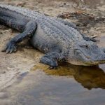 Is It Legal to Hunt Alligators in New York?
