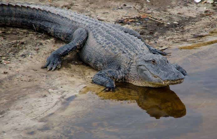 Is It Legal to Hunt Alligators in New York