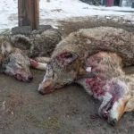 Is It Legal to Kill Coyotes in New York?