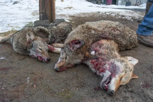 Is It Legal to Kill Coyotes in New York