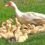 Is It Legal to Kill Muscovy Ducks in New York?