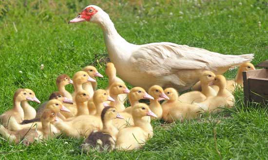 Is It Legal to Kill Muscovy Ducks in New York