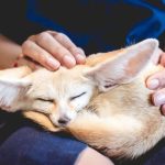 Is It Legal to Own a Fox in New York?