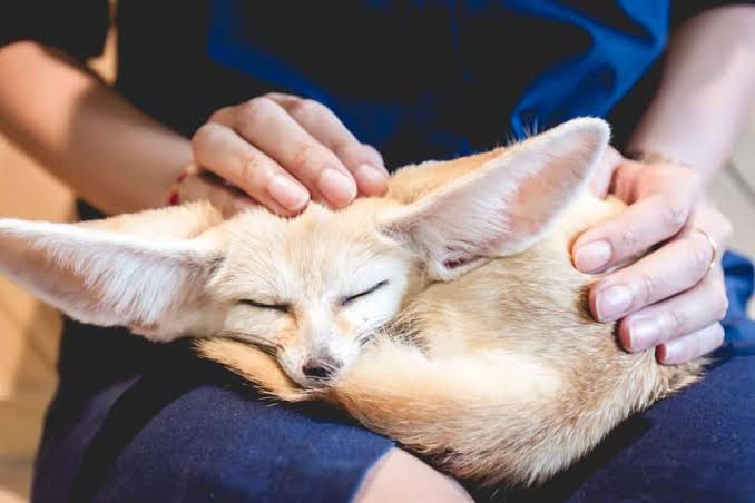 Is It Legal to Own a Fox in New York