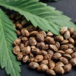Is Hemp Legal in New York?