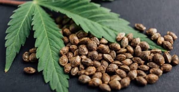 Hemp