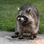 Is It Legal to Own a Raccoon in New York?
