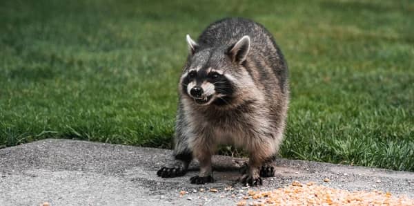  Own a Raccoon
